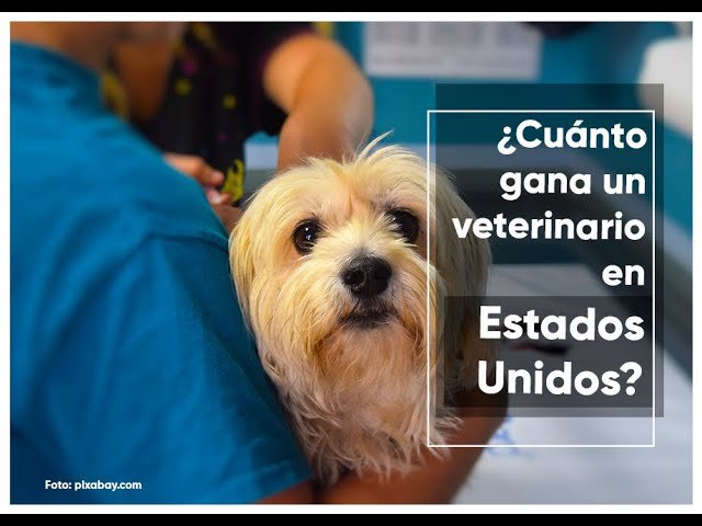 cuanto gana por hora un veterinario en estados unidos este 2024